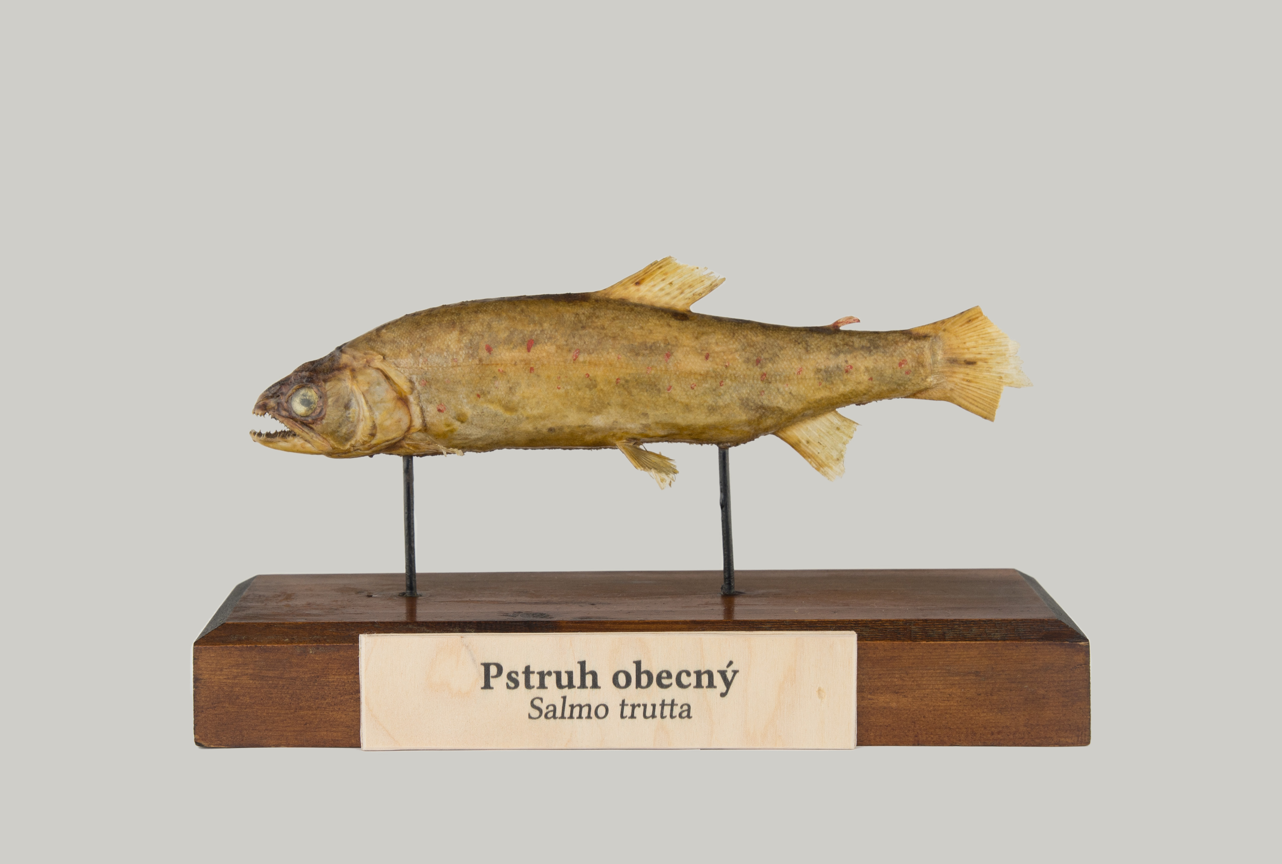 Náhledový obrázek Pstruh obecný - 1
