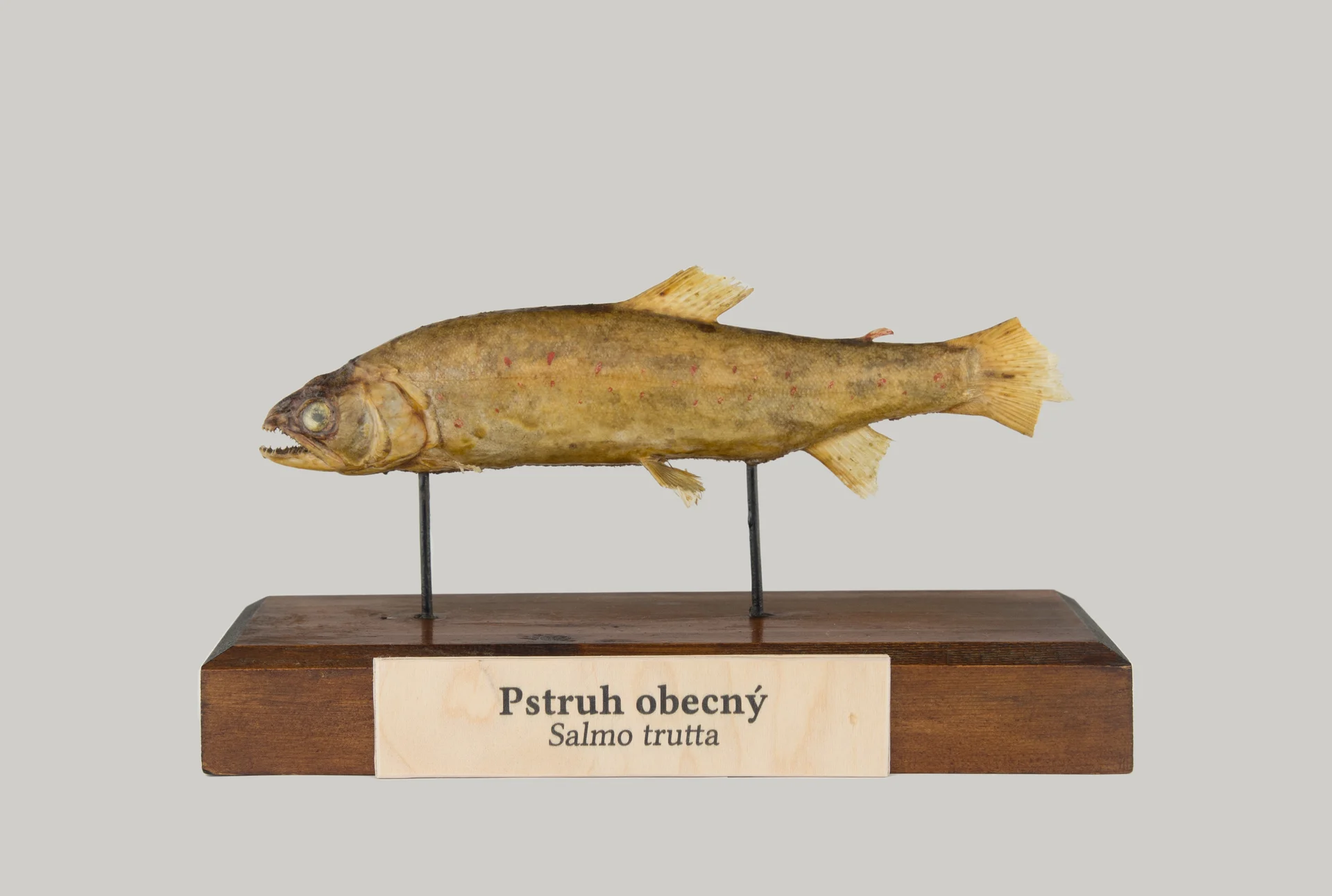 Náhledový obrázek předmětu Pstruh obecný