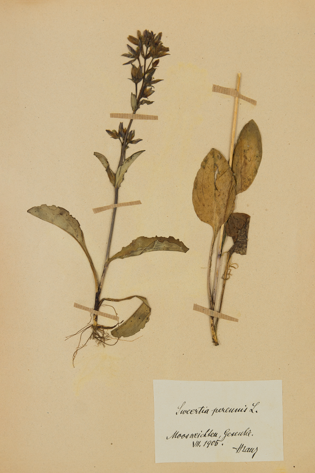 Náhledový obrázek Čeleď: Gentianaceae - 2