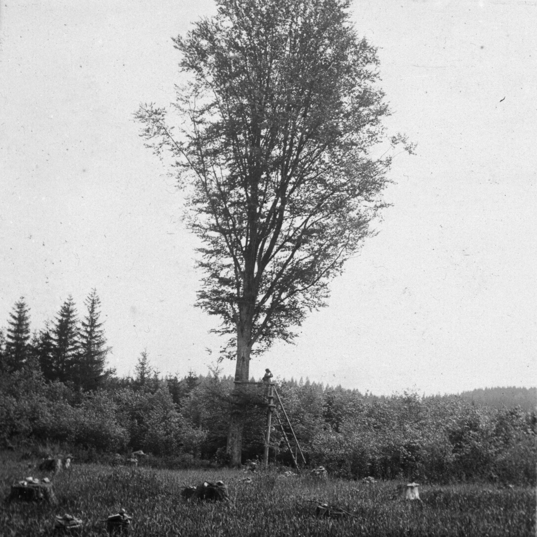 Náhledový obrázek Posed v revíru Jánský Vrch (skleněný stereodiapozitiv) - 1