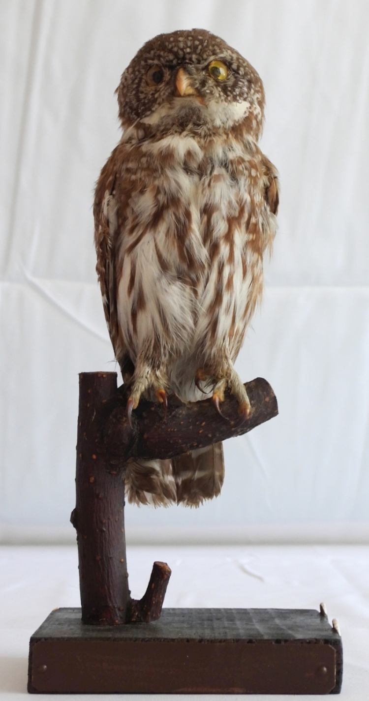 Náhledový obrázek Kulíšek nejmenší Glaucidium passerinum - 1
