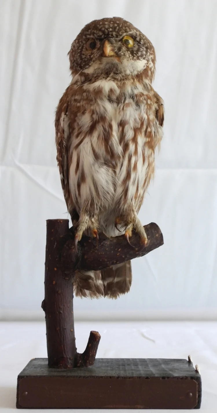 Náhledový obrázek předmětu Kulíšek nejmenší Glaucidium passerinum