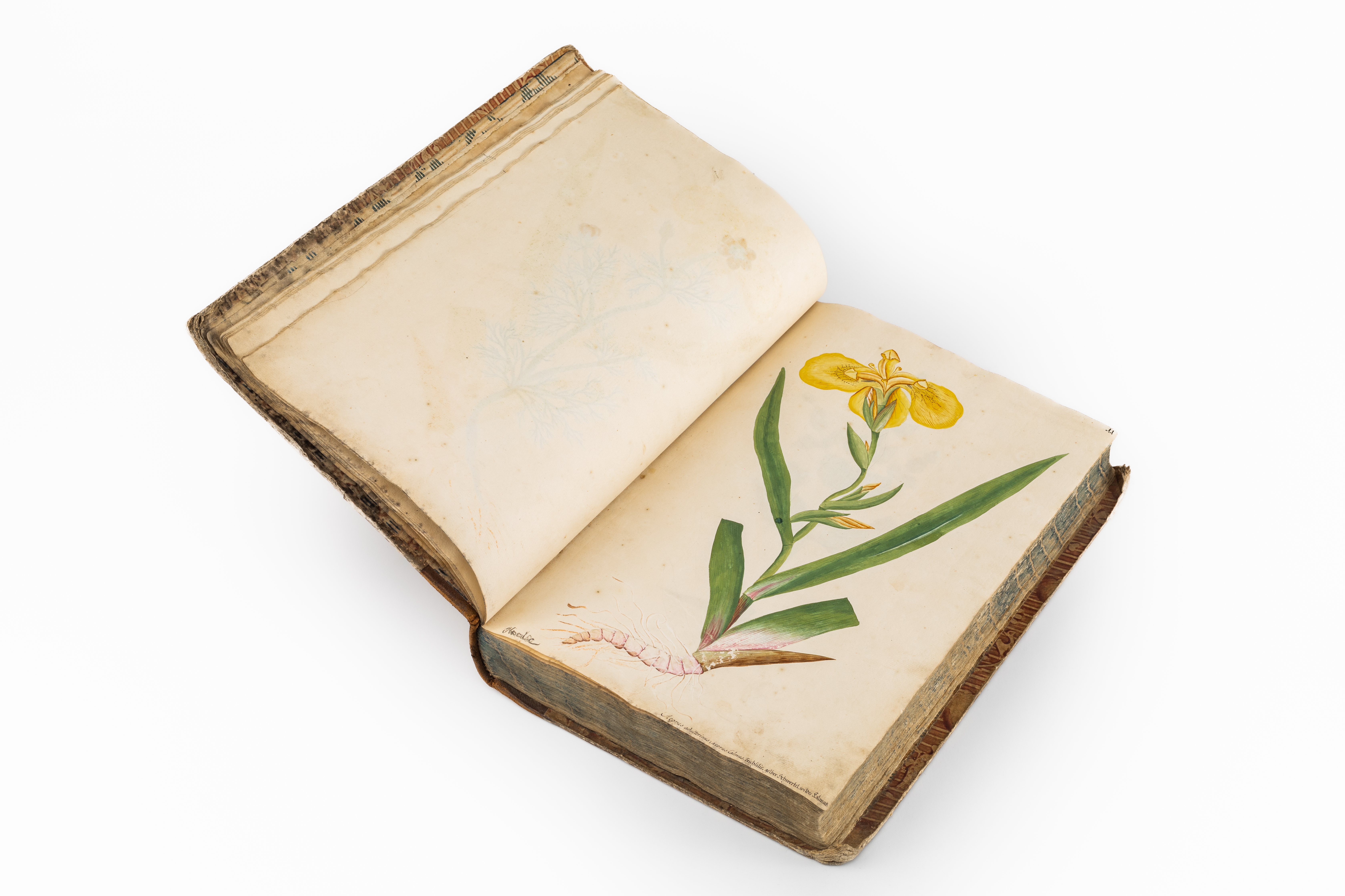 Náhledový obrázek Herbarium vivum - 1