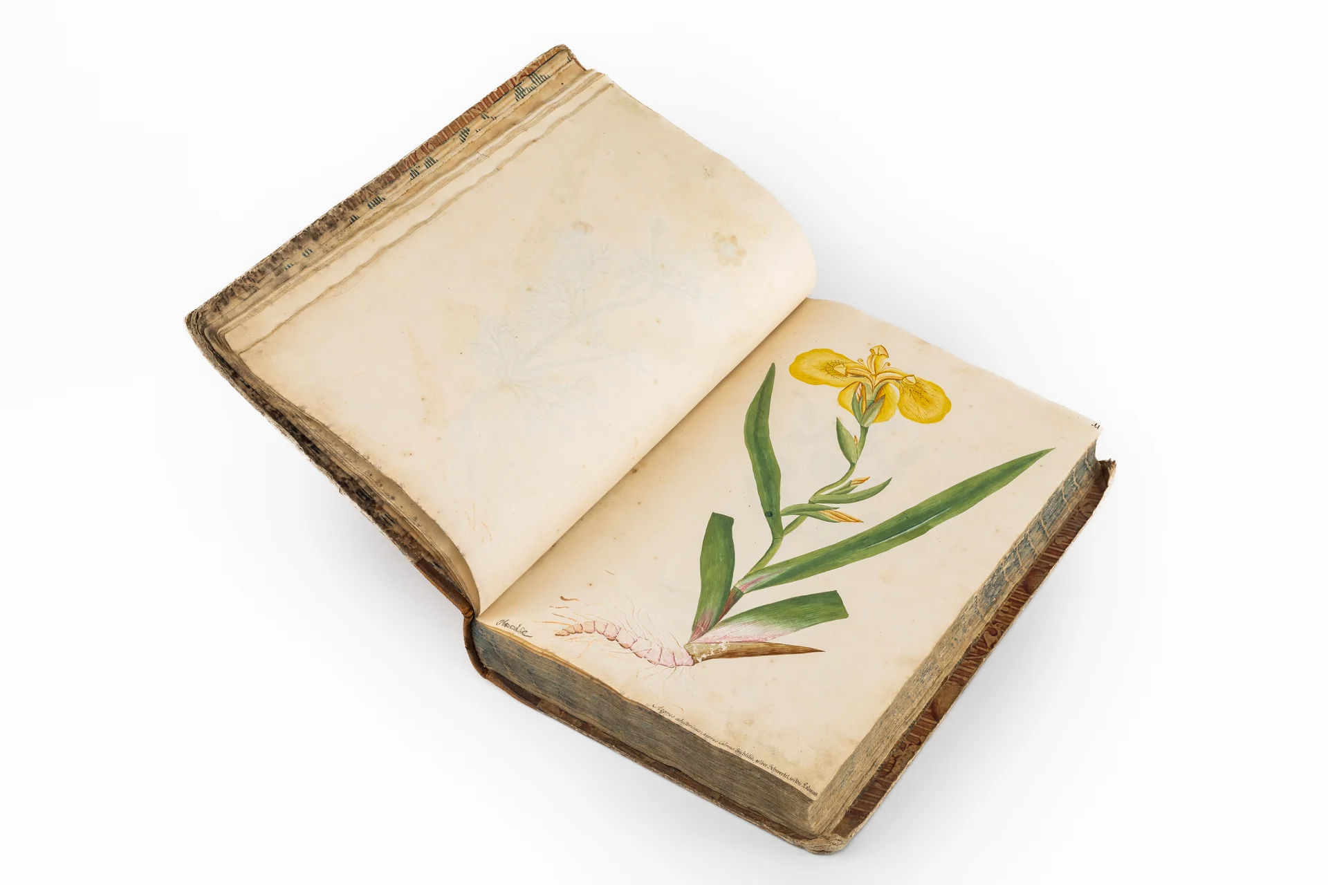 Náhledový obrázek předmětu Herbarium vivum