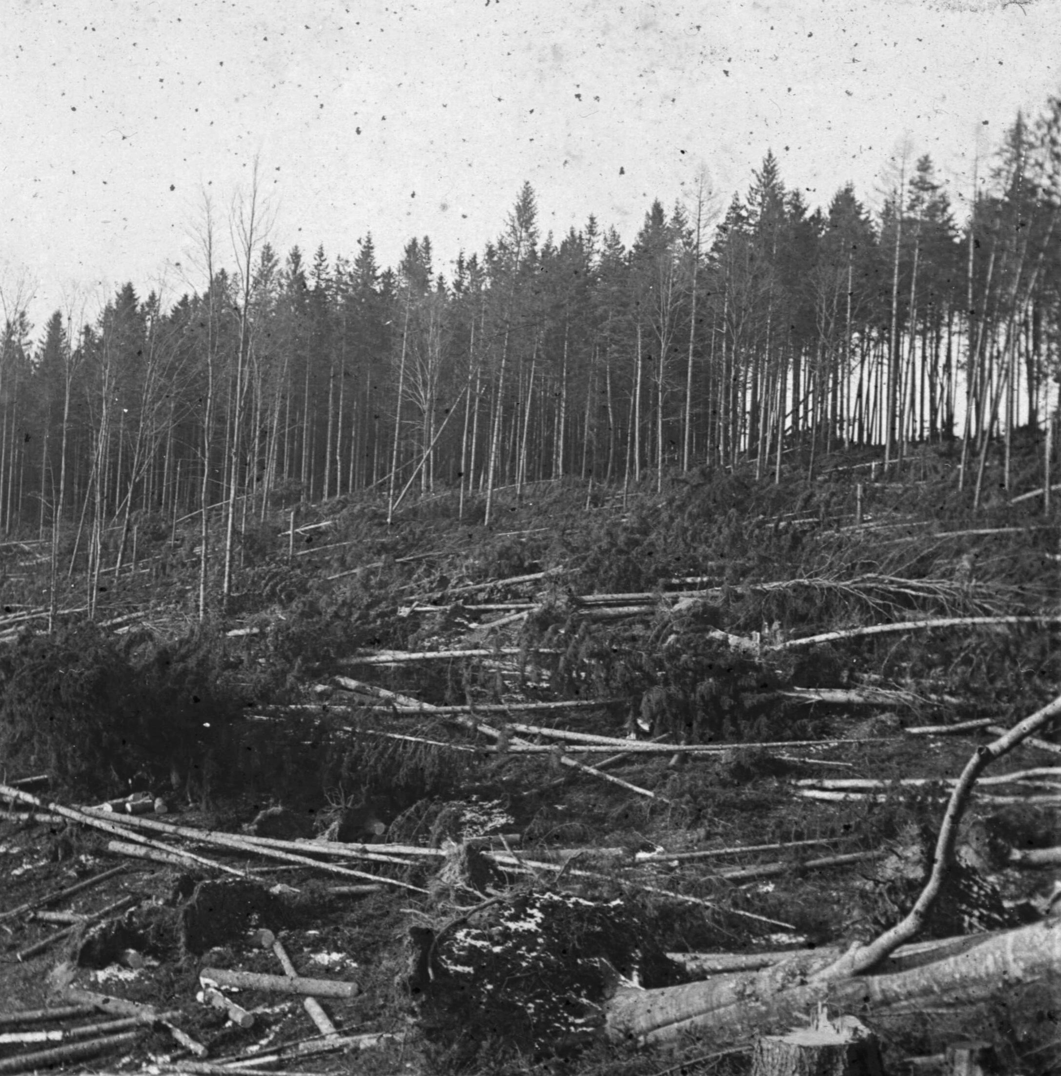 Náhledový obrázek Polom v lese (skleněný stereodiapozitiv) - 1