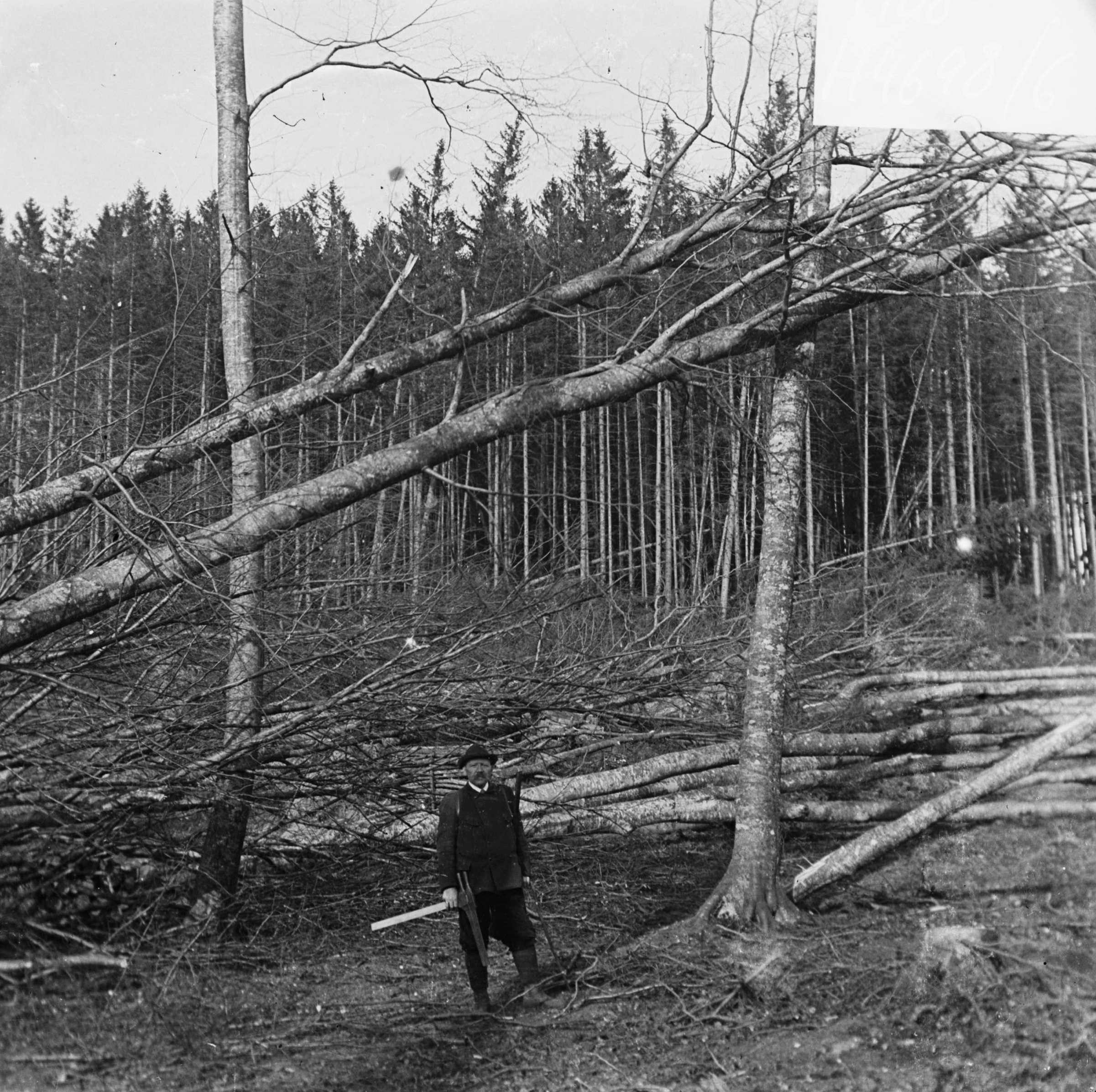 Náhledový obrázek Polom v lese (skleněný stereonegativ) - 1