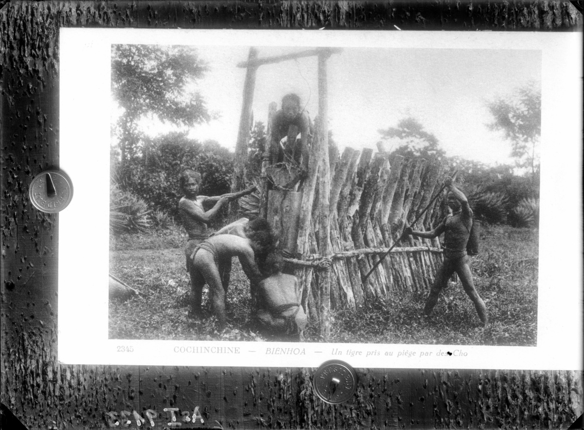 Náhledový obrázek Past, pravděpodobně na tygra - 2