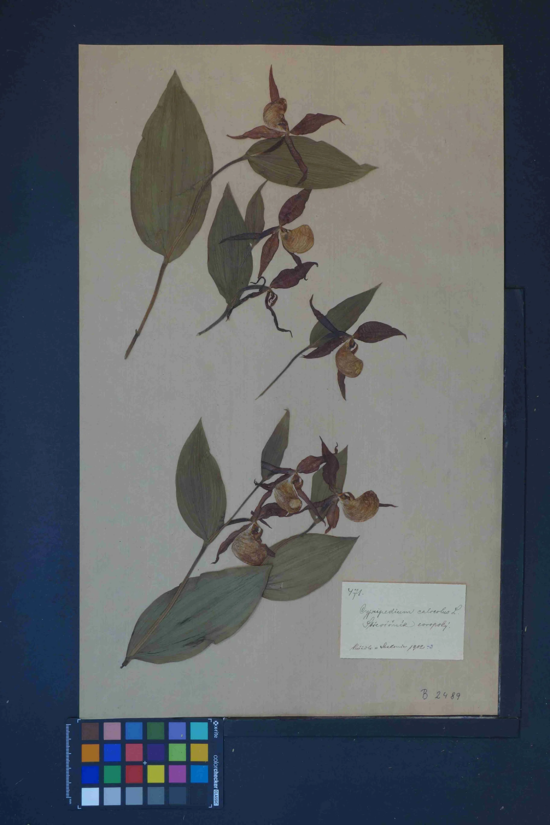 Náhledový obrázek předmětu Cypripedium calceolus