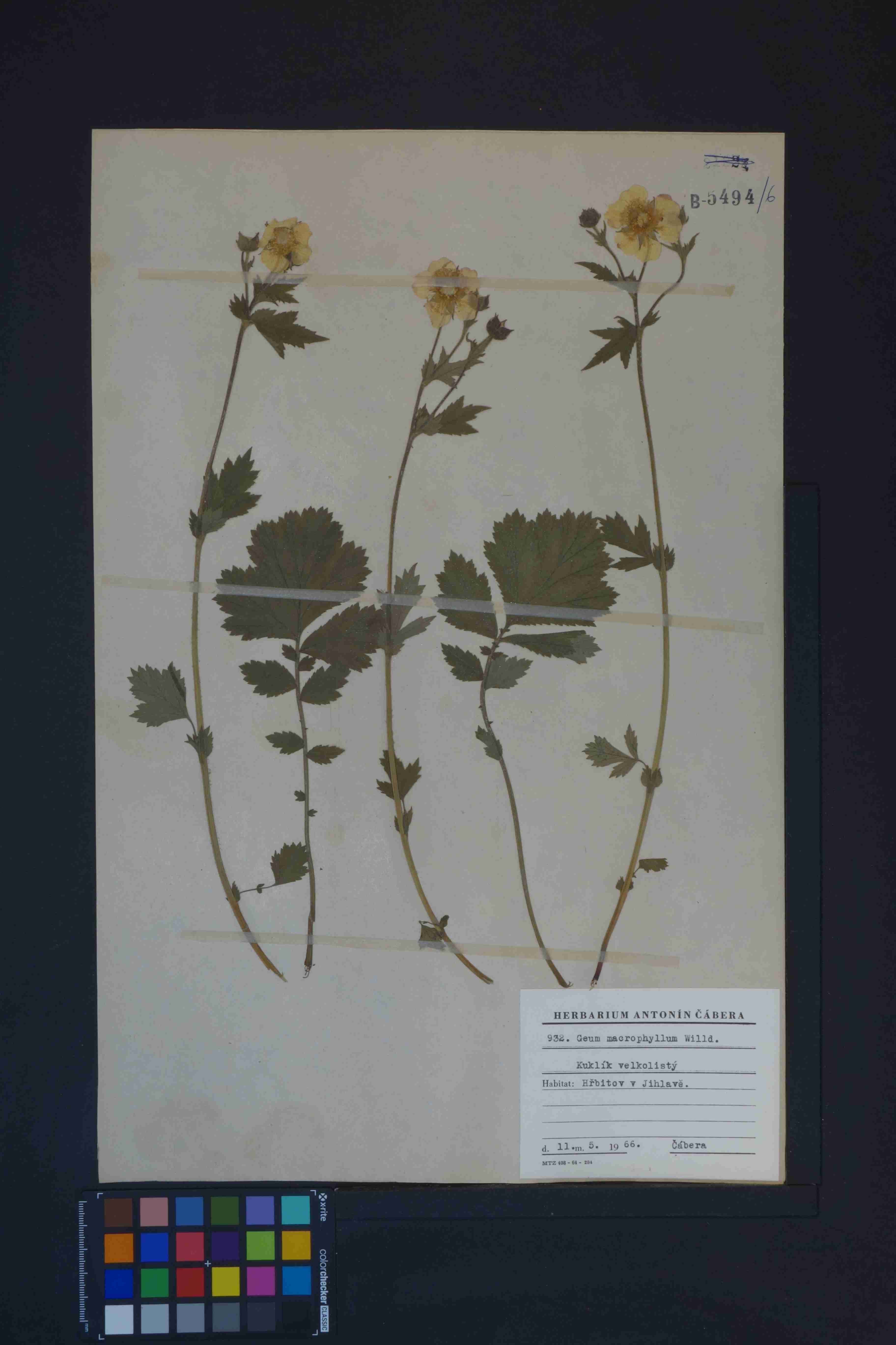 Náhledový obrázek Geum macrophyllum - 1