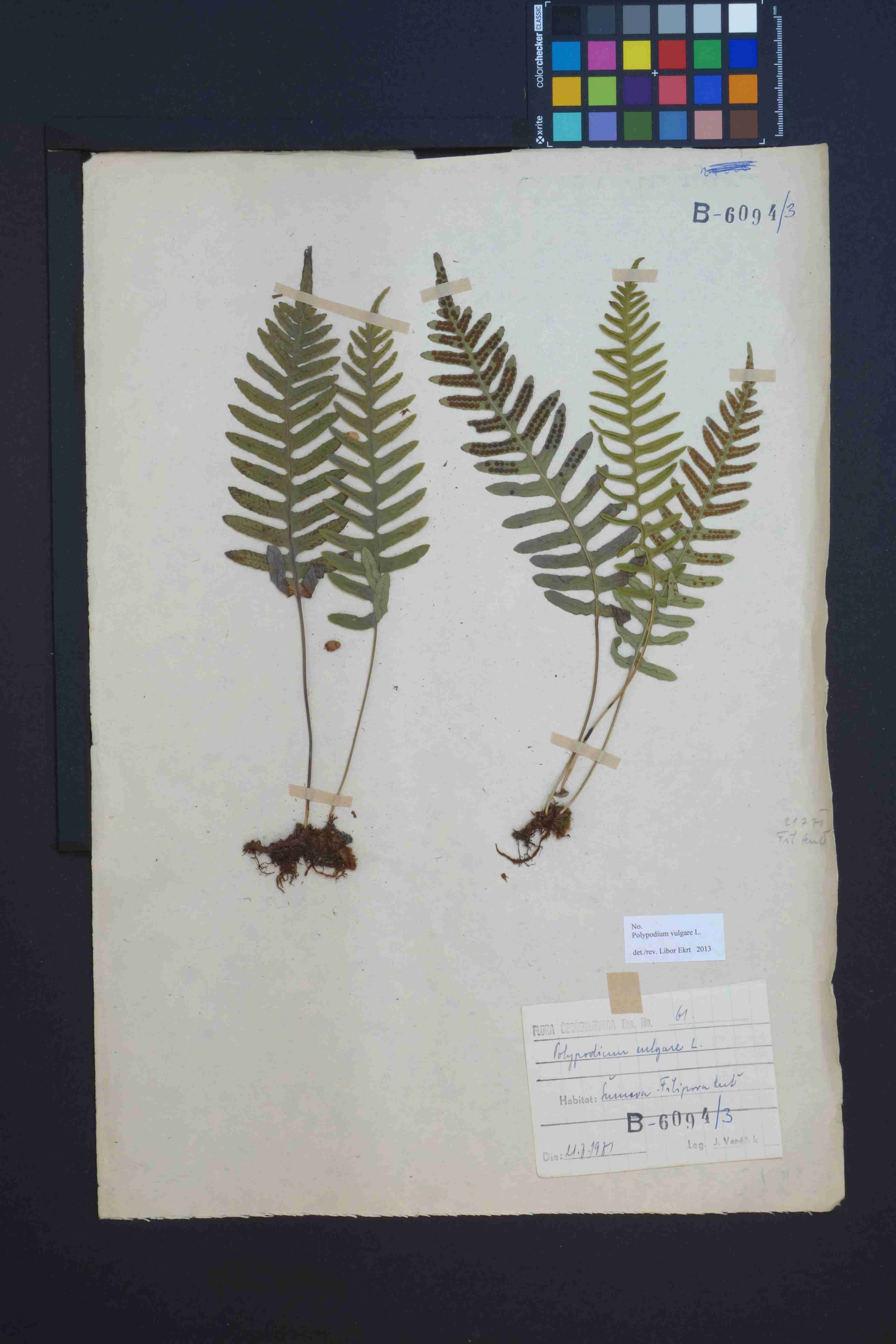 Náhledový obrázek Polypodium vulgare - 1