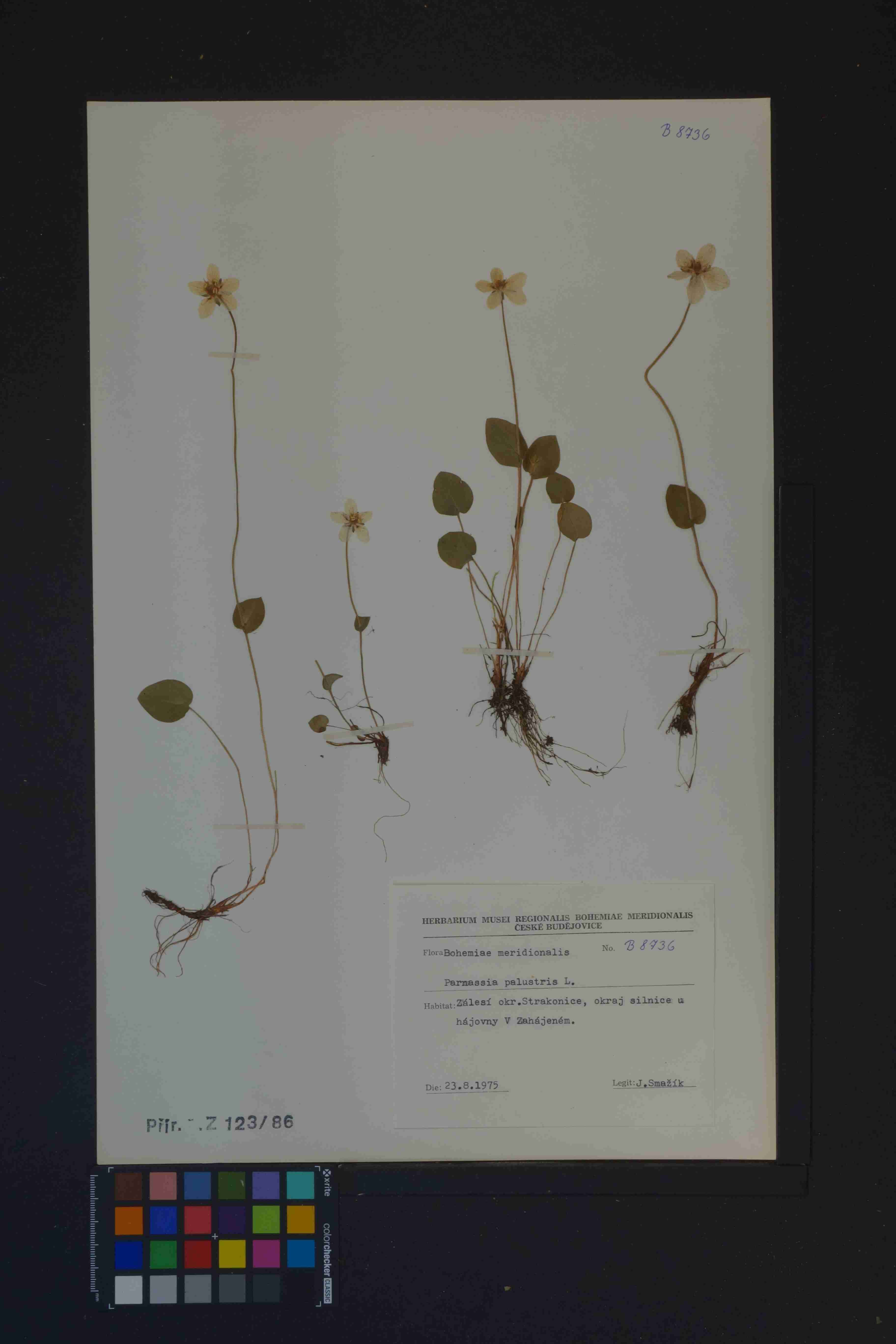 Náhledový obrázek Parnassia palustris - 1