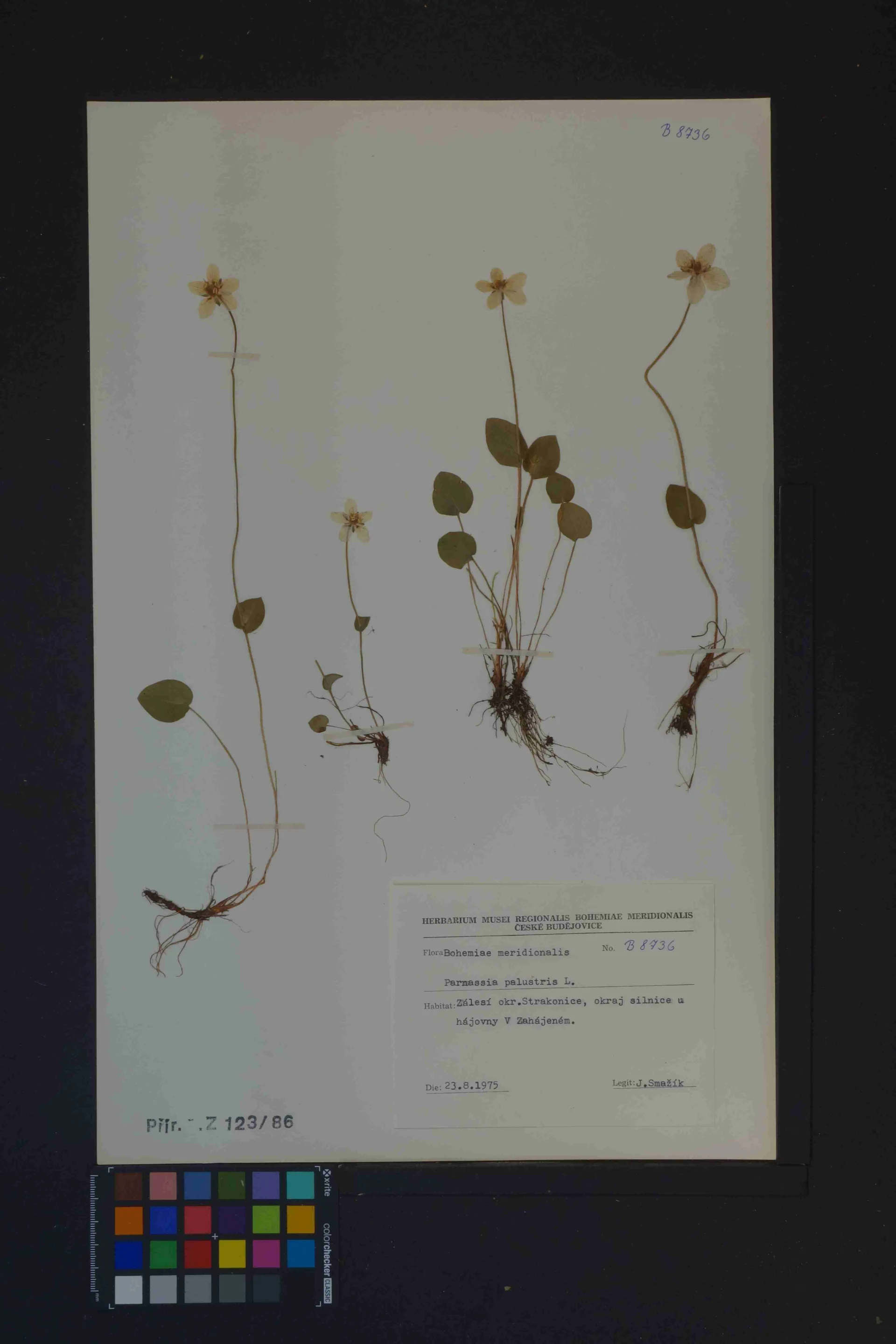 Náhledový obrázek předmětu Parnassia palustris