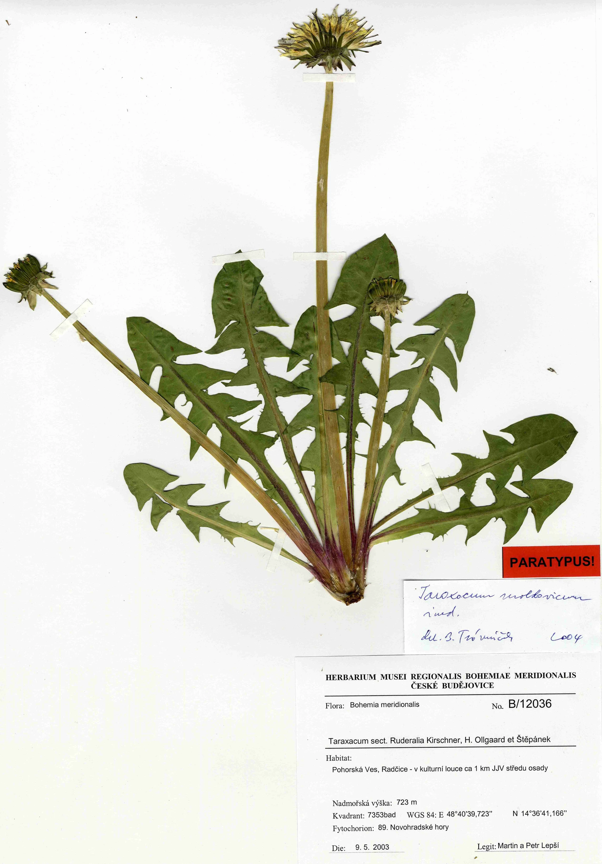 Náhledový obrázek předmětu Taraxacum moldavicum