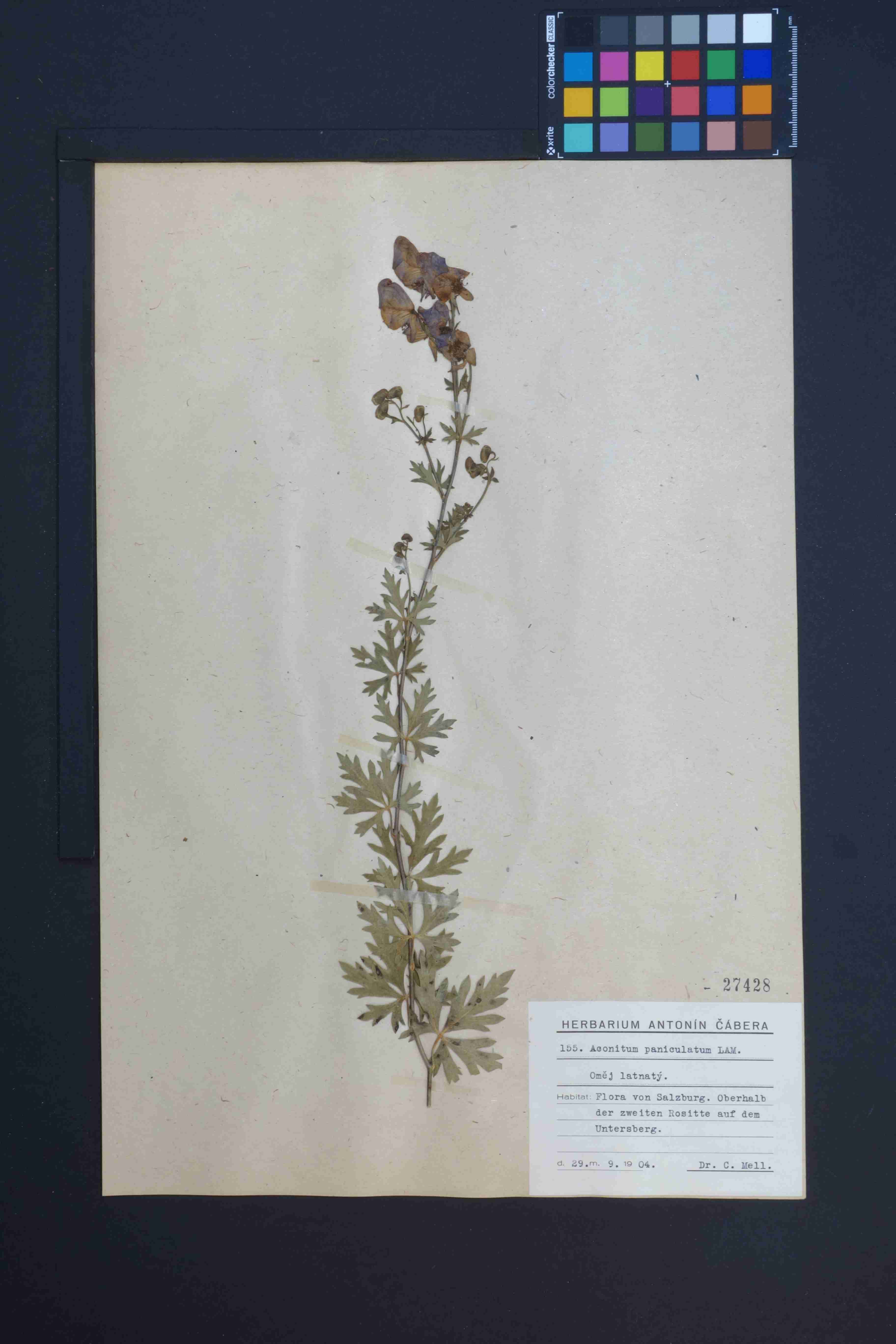 Náhledový obrázek Aconitum - 1