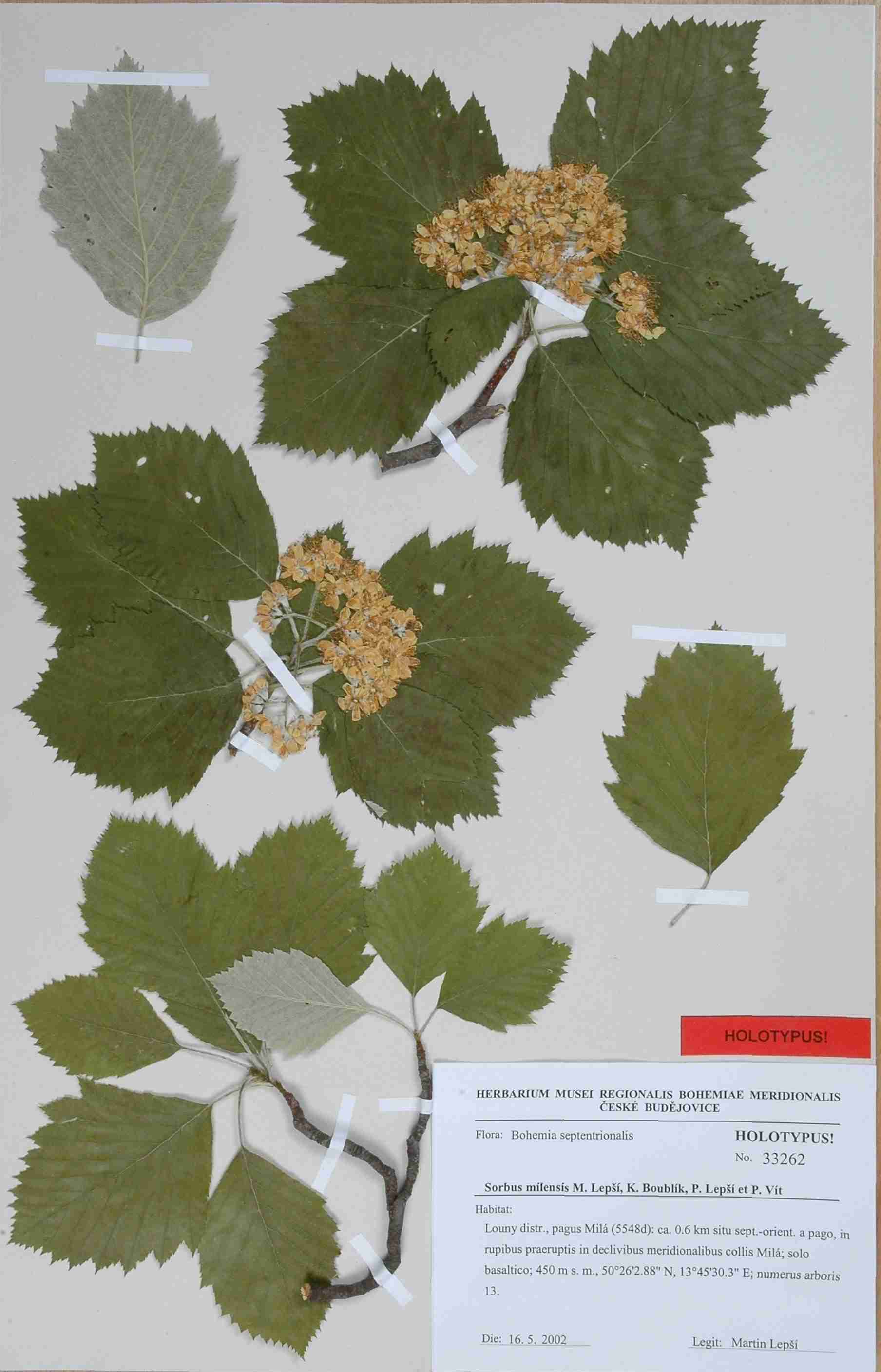 Náhledový obrázek Sorbus milensis - 1