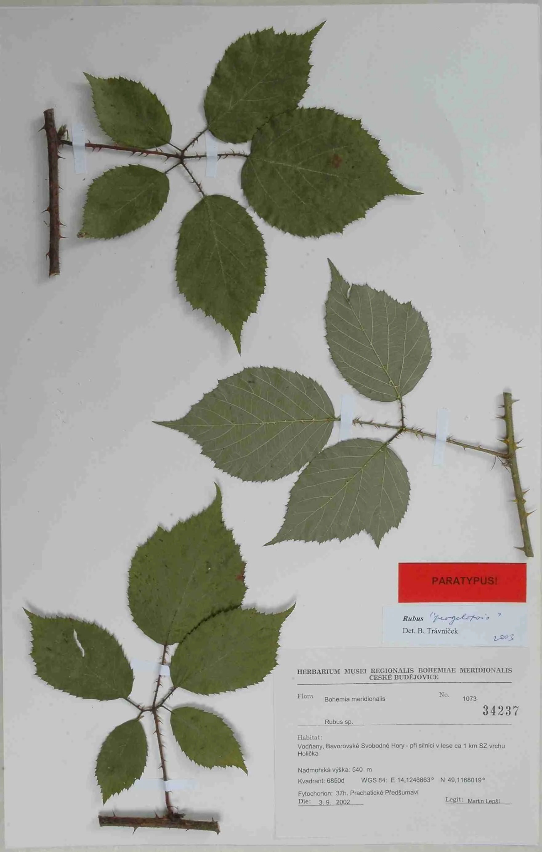 Náhledový obrázek předmětu Rubus perpedatus