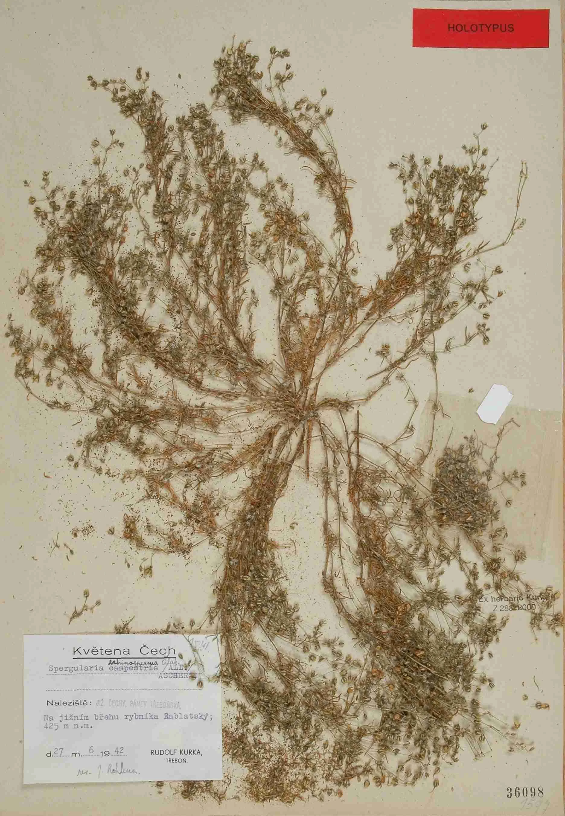 Náhledový obrázek předmětu Spergularia echinosperma