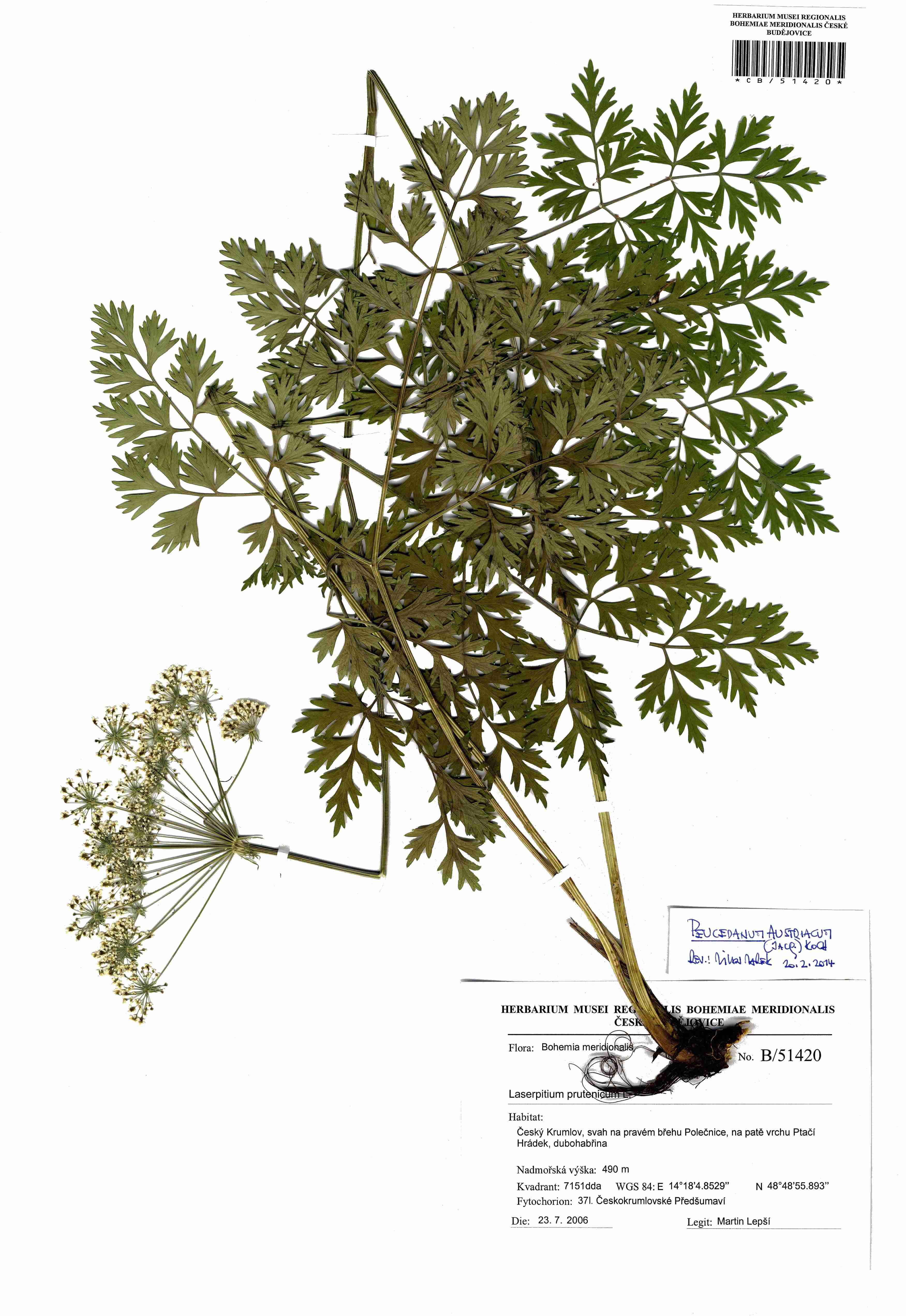 Náhledový obrázek Peucedanum austriacum - 1