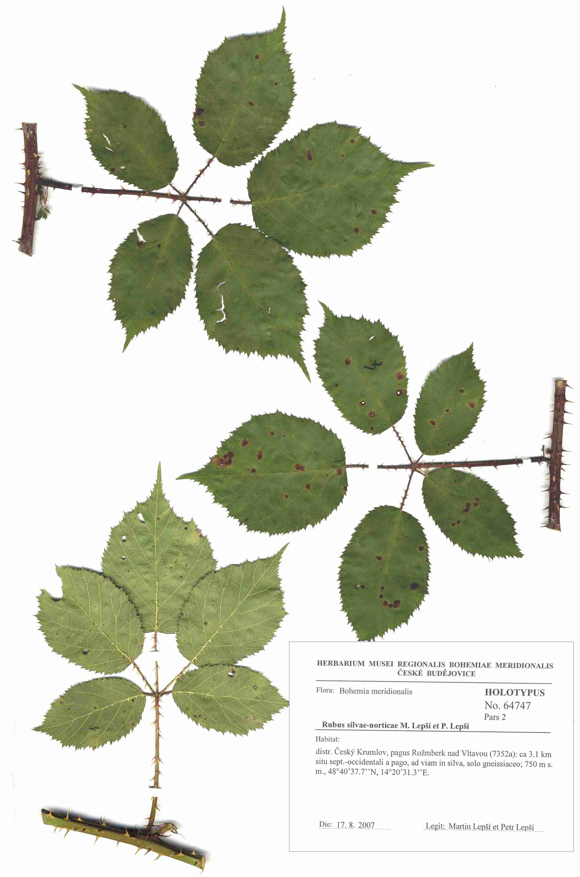 Náhledový obrázek Rubus silvae-norticae - 1