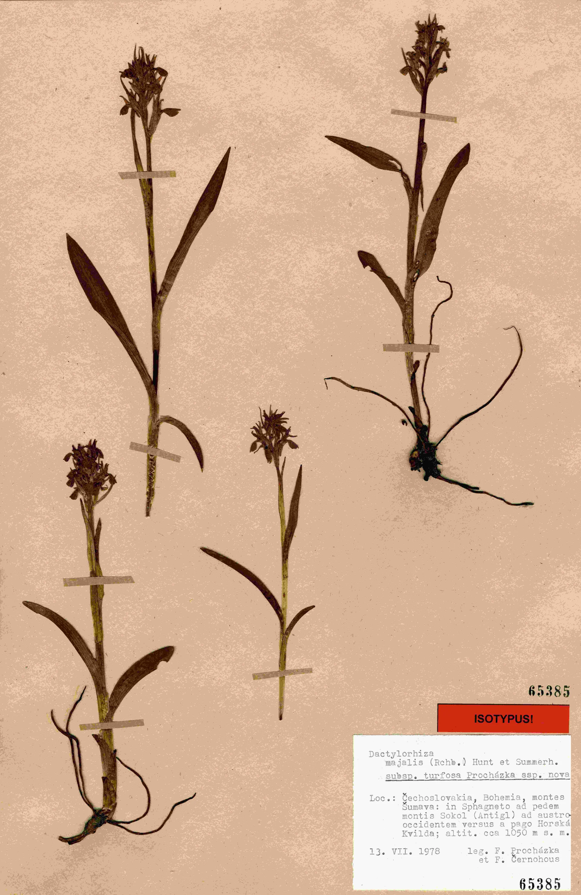 Náhledový obrázek předmětu Dactylorhiza majalis subsp. turfosa