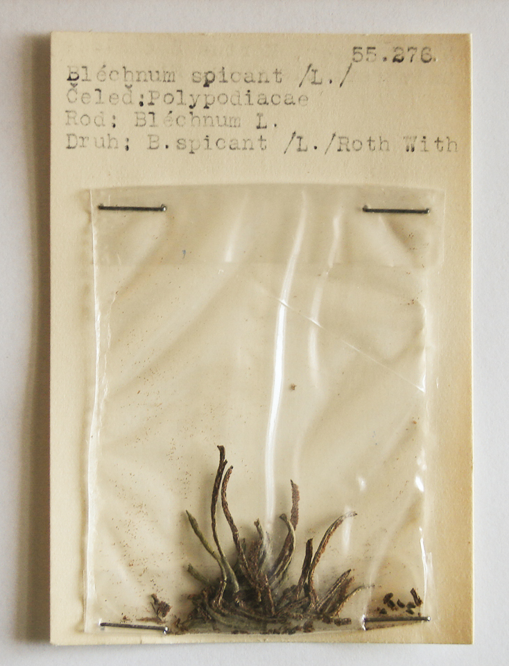 Náhledový obrázek Blechnum spicant - 1