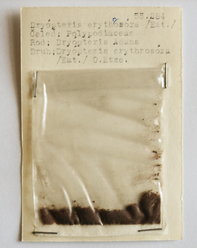 Náhledový obrázek Dryopteris erythrosora - 1