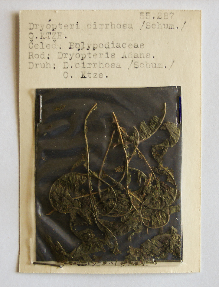 Náhledový obrázek Dryopteris cirrhosa - 1