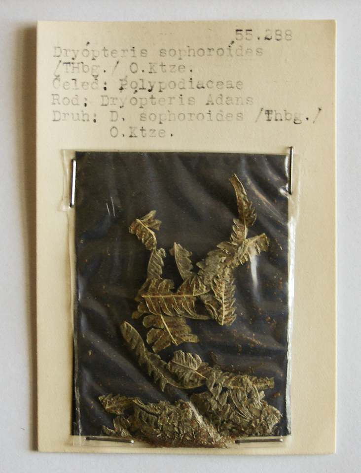 Náhledový obrázek Dryopteris sophoroides - 1