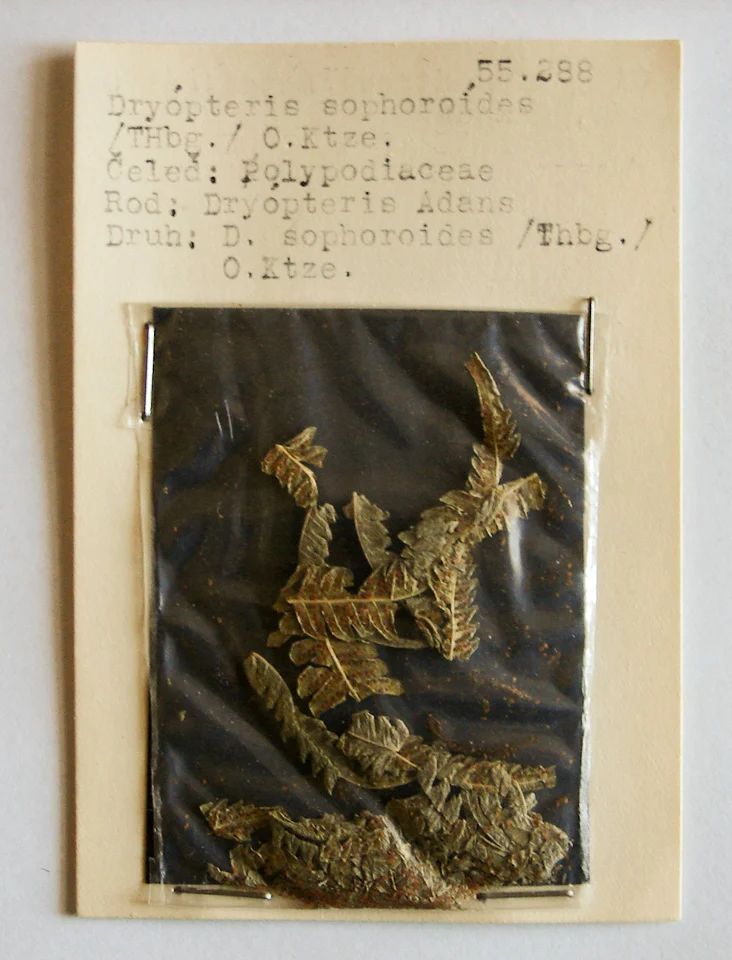 Náhledový obrázek předmětu Dryopteris sophoroides