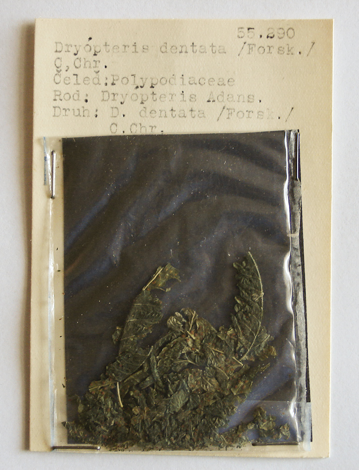 Náhledový obrázek Dryopteris dentata - 1