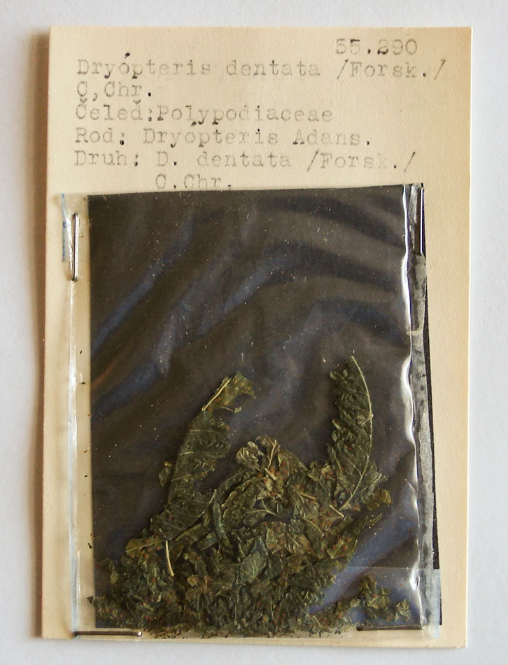 Náhledový obrázek předmětu Dryopteris dentata