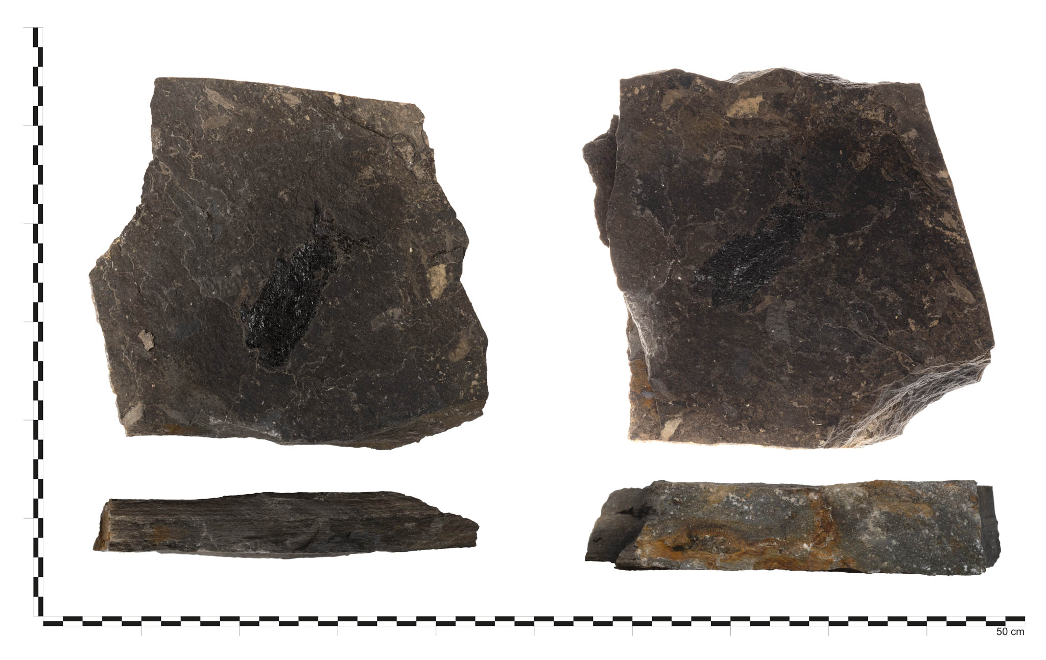 Náhledový obrázek Discosauriscus sp. - 1