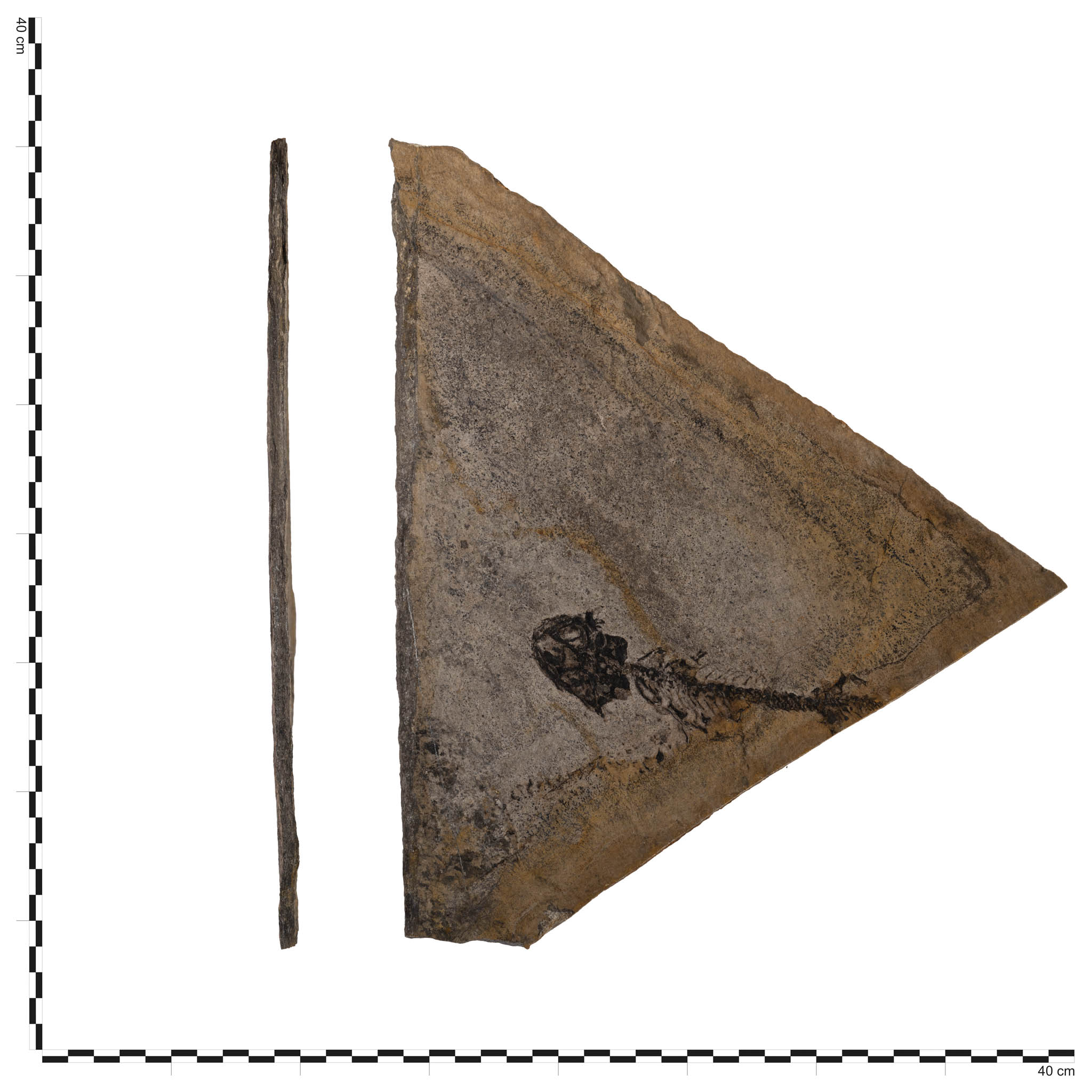 Náhledový obrázek Paramblypterus - 1