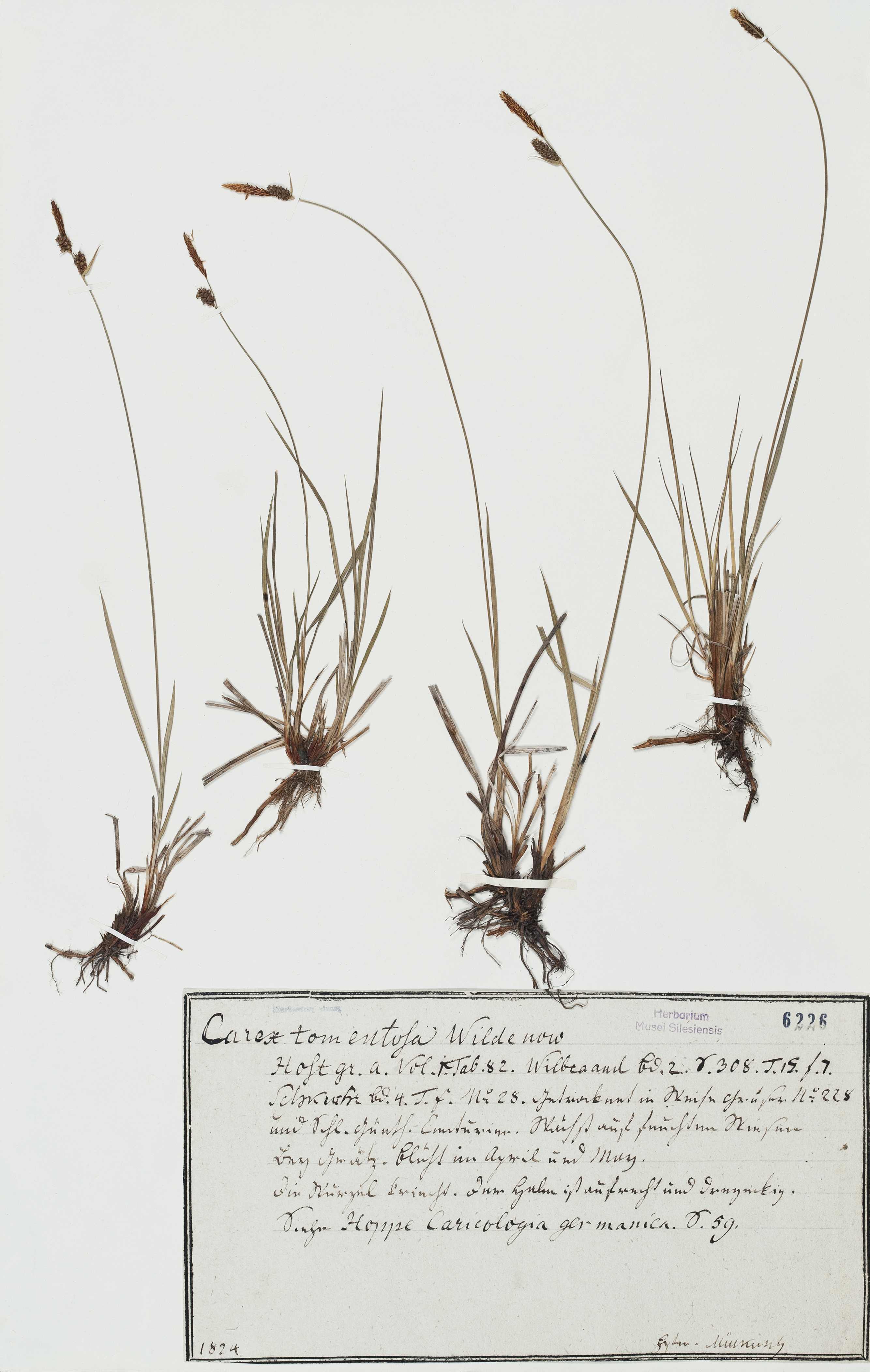 Náhledový obrázek Carex tomentosa - 1