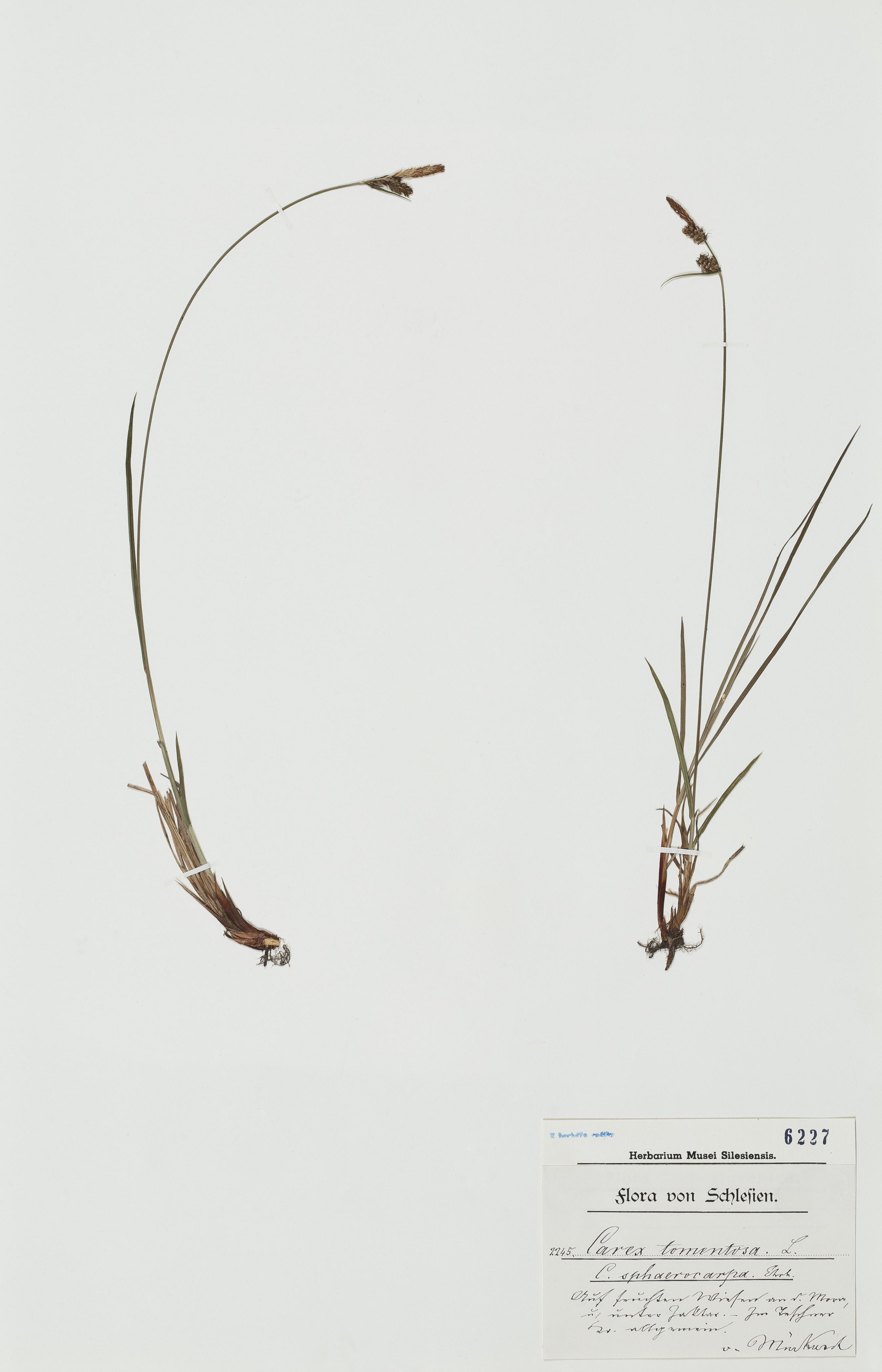 Náhledový obrázek Carex tomentosa - 1