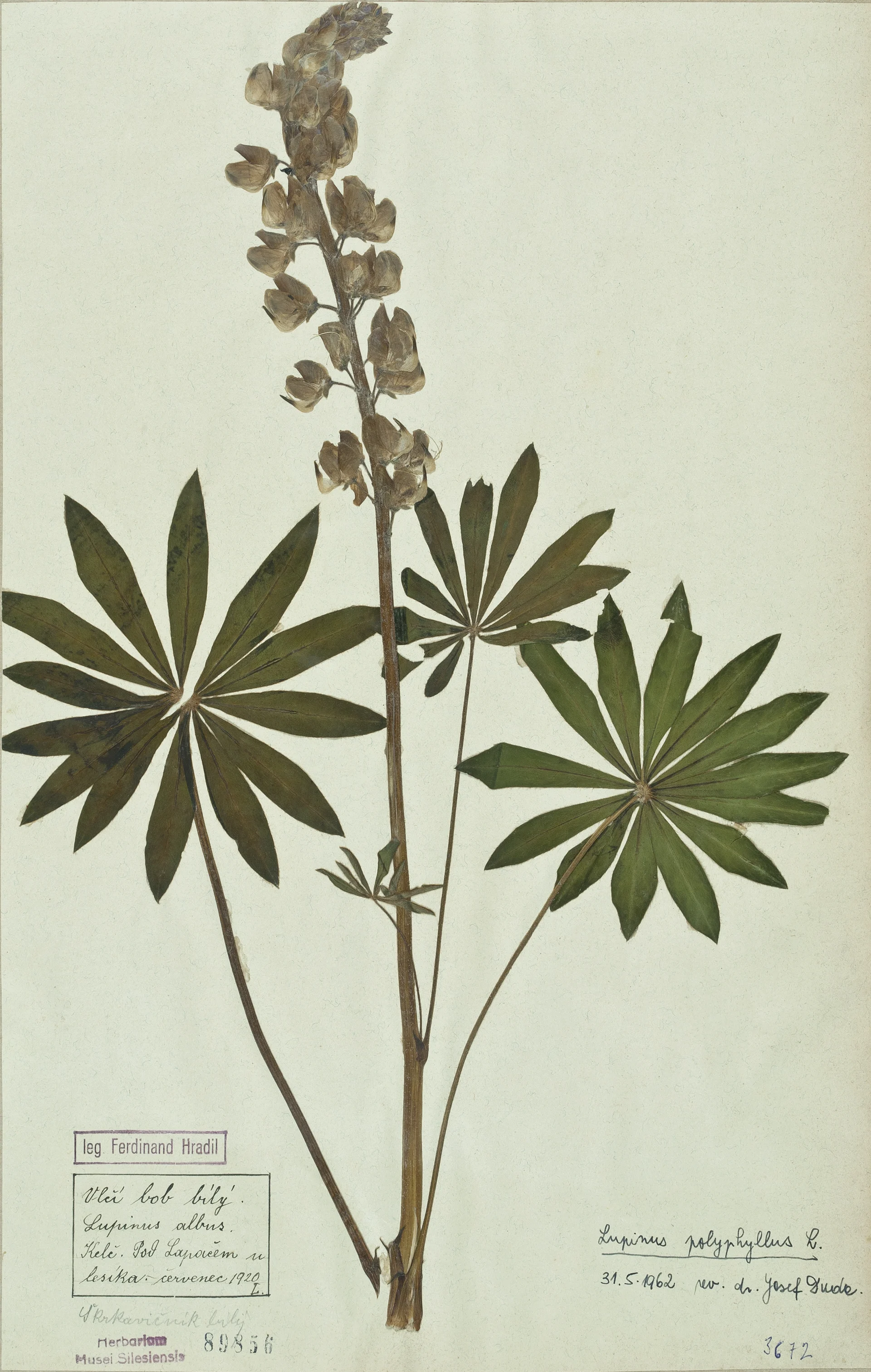 Náhledový obrázek předmětu Lupinus polyphyllus