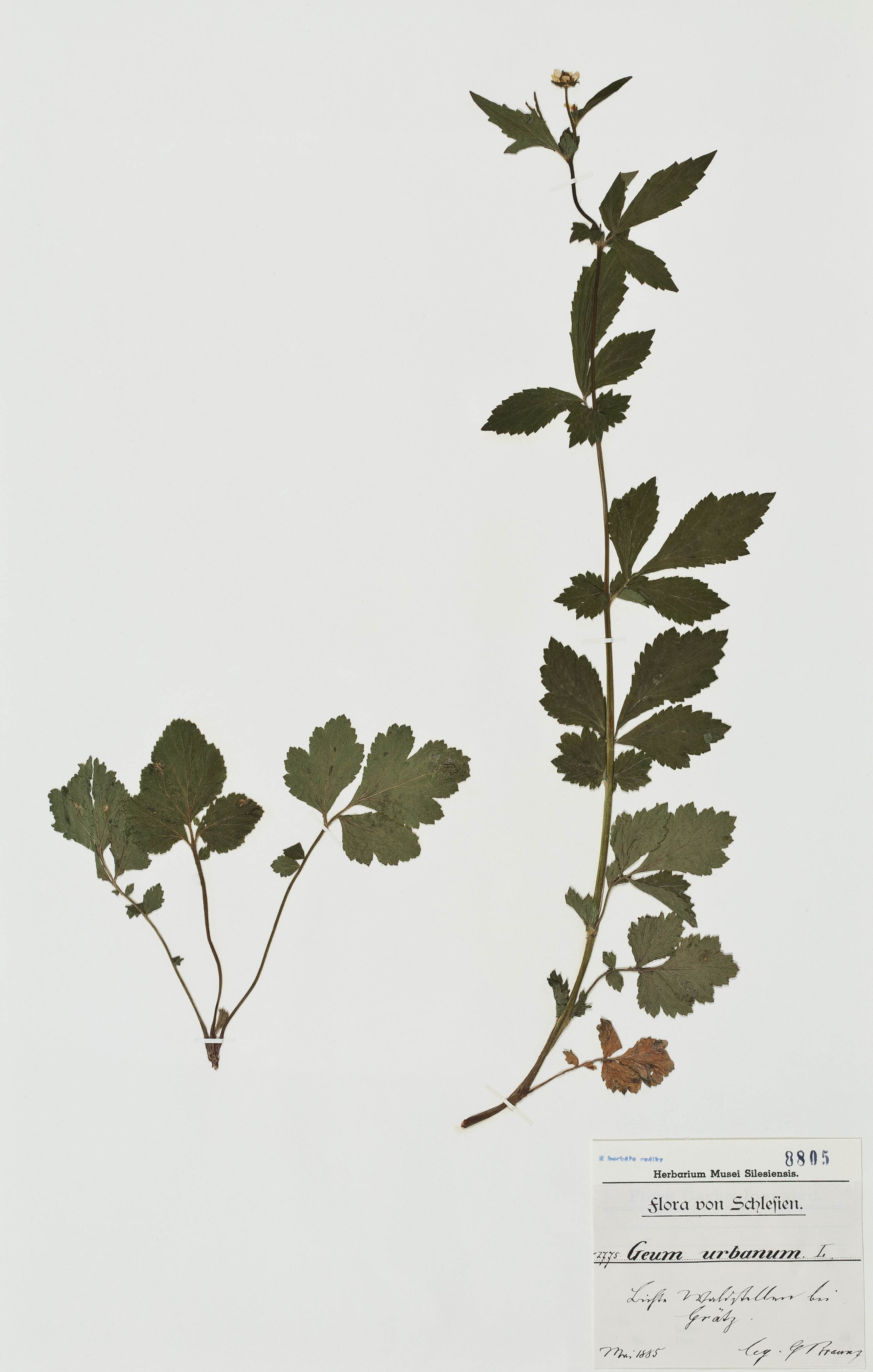 Náhledový obrázek Geum urbanum - 1