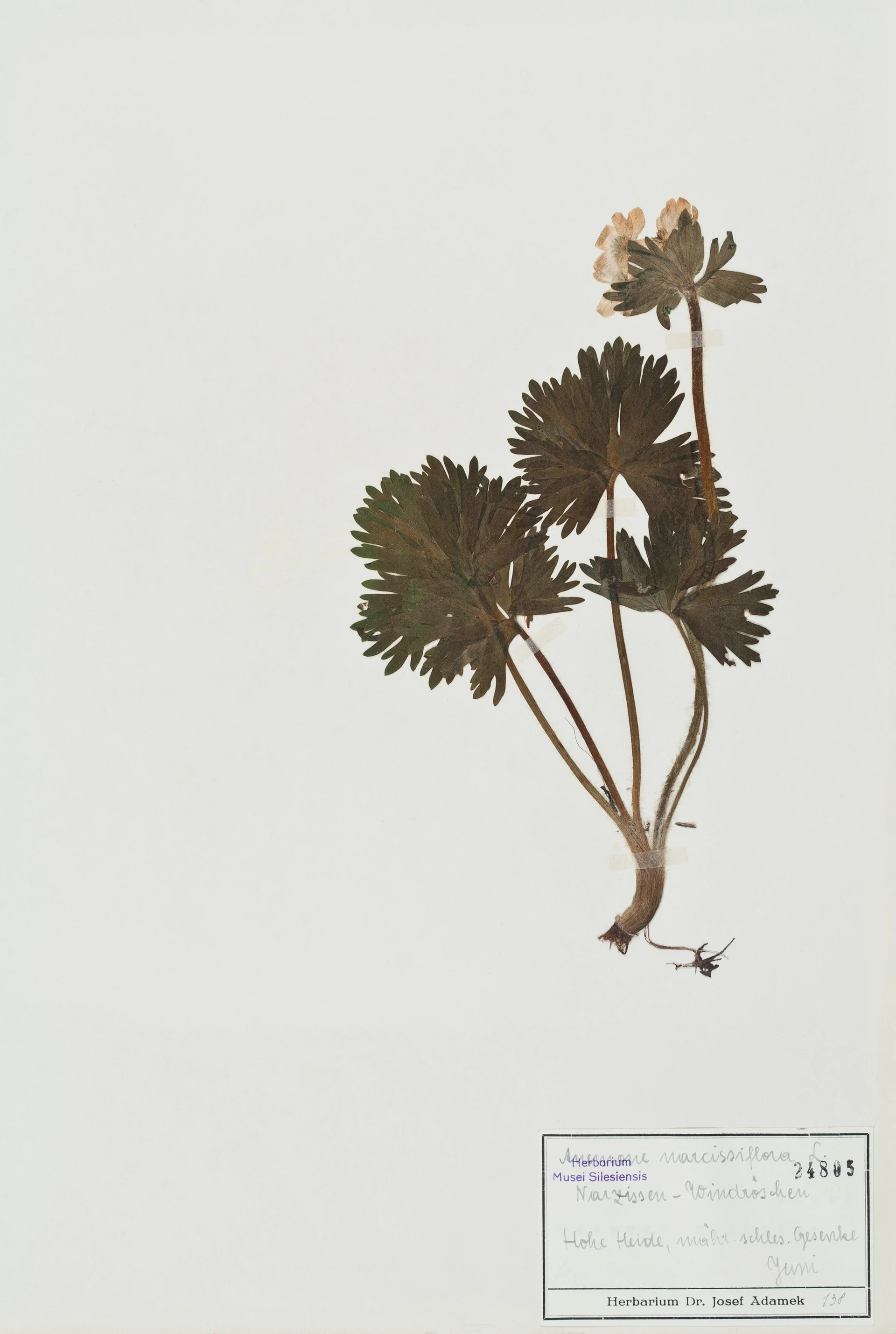 Náhledový obrázek předmětu Anemone narcissiflora