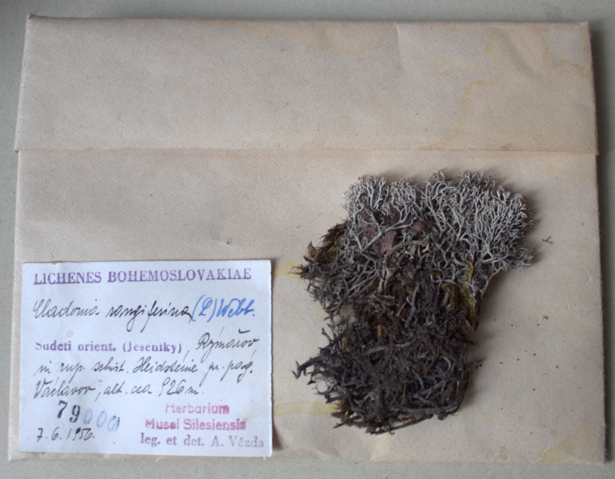 Náhledový obrázek Cladonia rangiferina, lišejník - 1