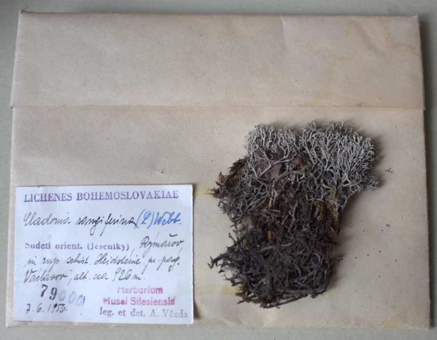 Náhledový obrázek předmětu Cladonia rangiferina, lišejník