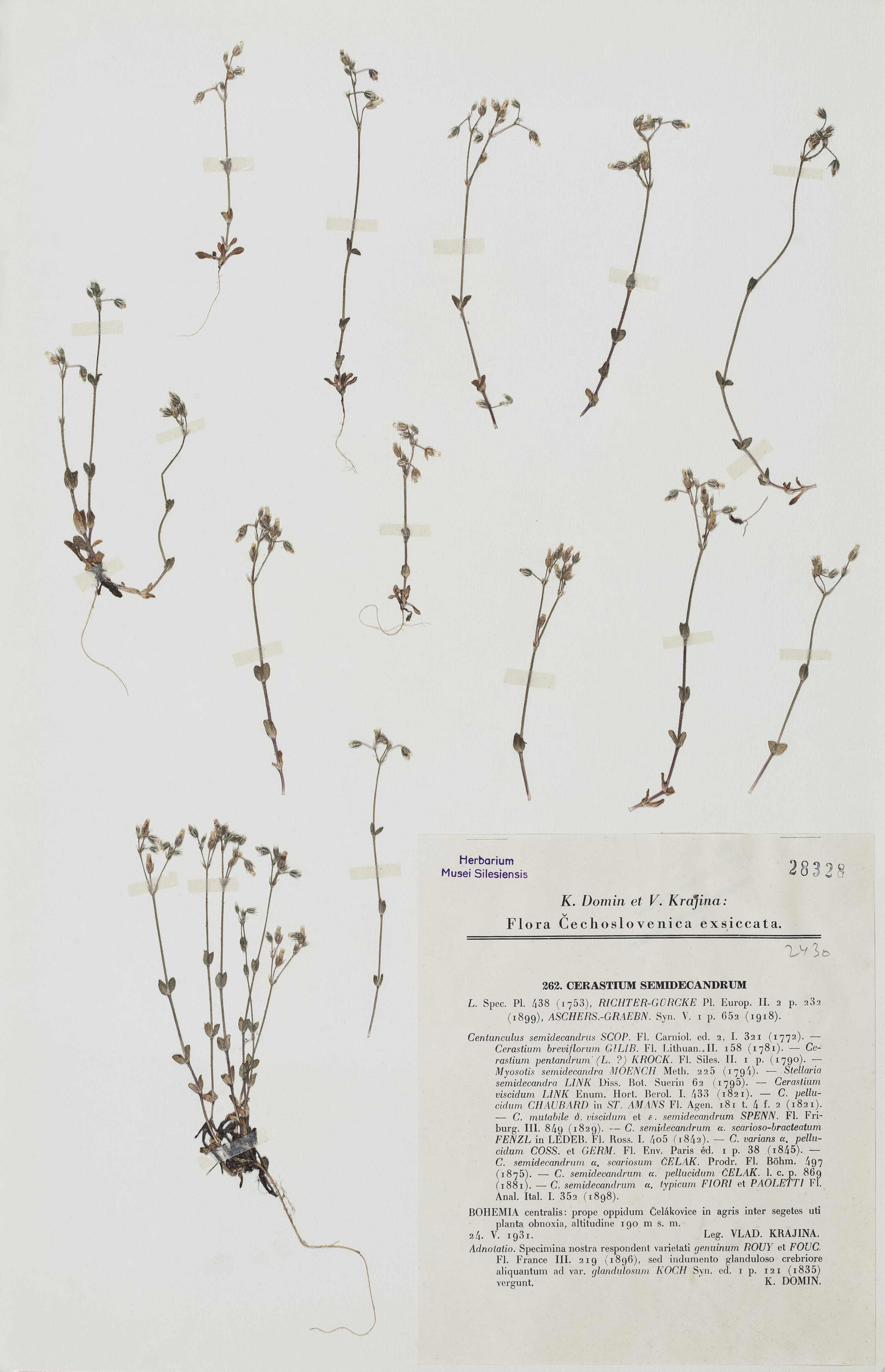 Náhledový obrázek Cerastium semidecandrum - 1