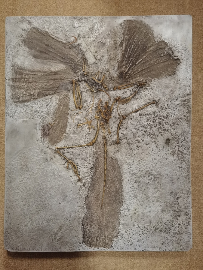 Náhledový obrázek Archaeopteryx lithographica - 1