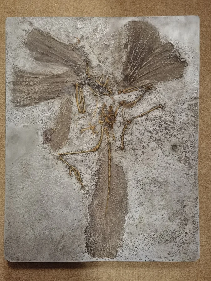 Náhledový obrázek předmětu Archaeopteryx lithographica
