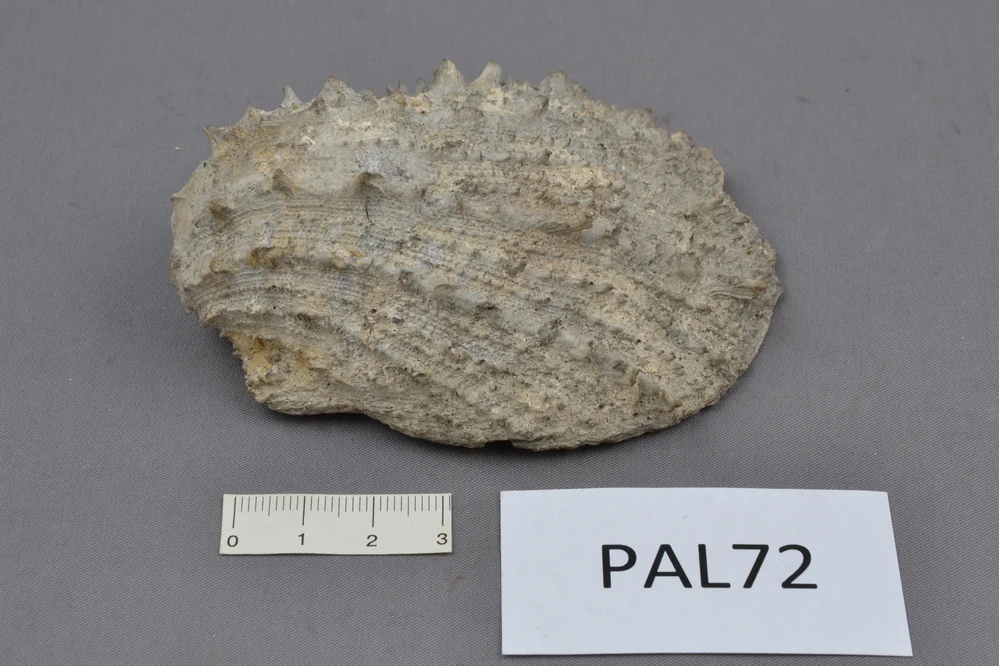 Náhledový obrázek předmětu Spondylus crassicosta