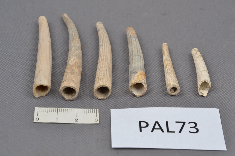 Náhledový obrázek Dentalium badense - 1