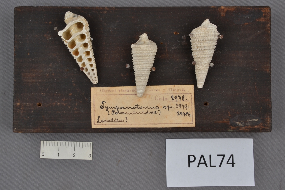 Náhledový obrázek Mesohalina margaritacea nondorfensis - 1