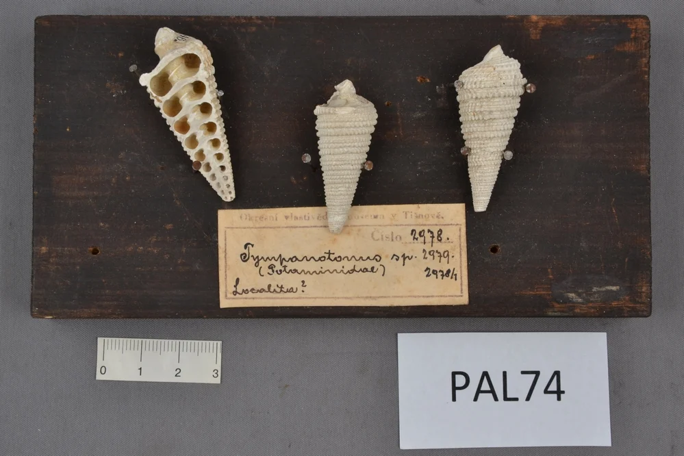 Náhledový obrázek předmětu Mesohalina margaritacea nondorfensis