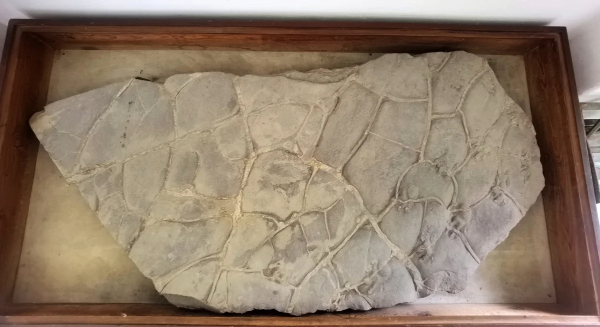 Náhledový obrázek předmětu Ichniotherium cottae