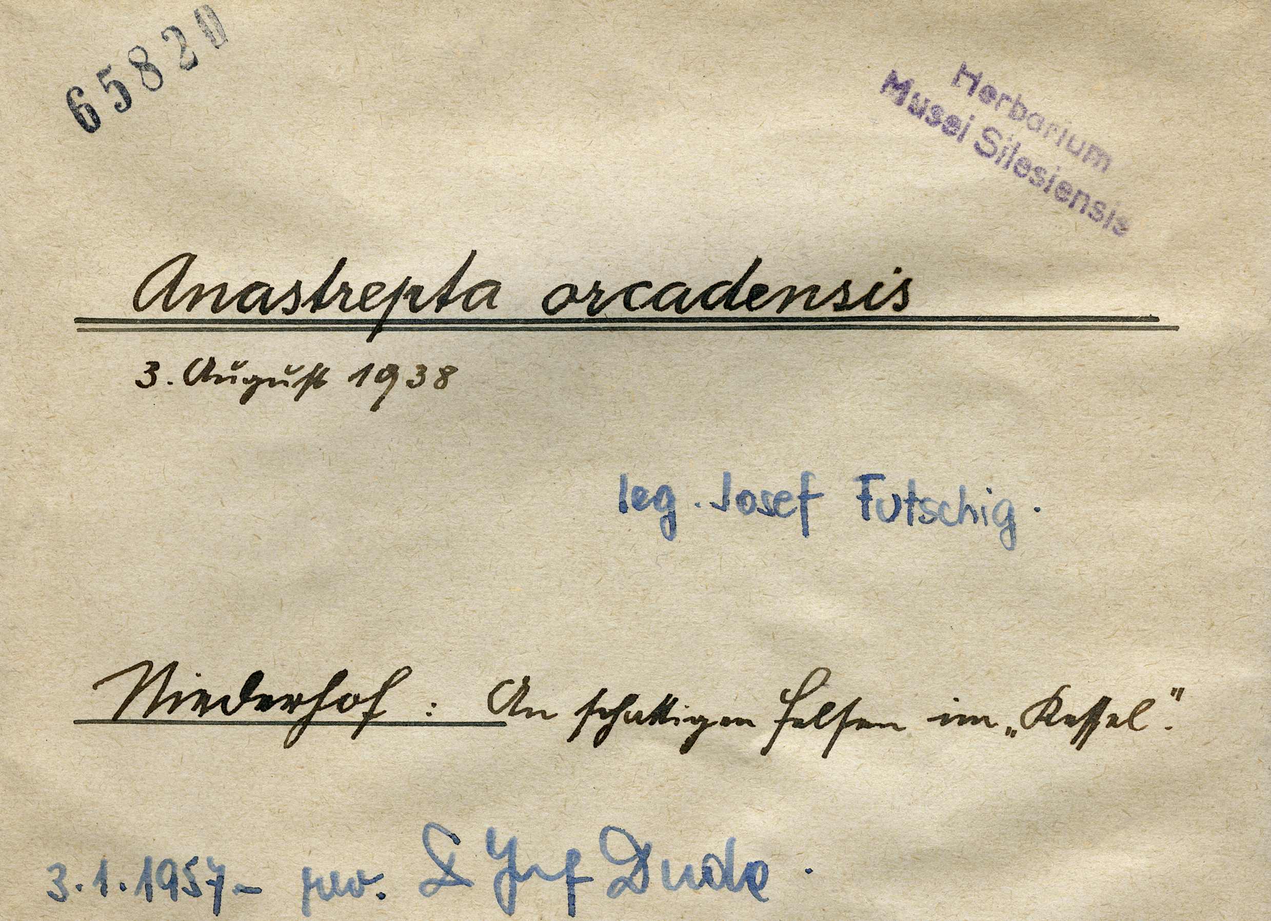 Náhledový obrázek Anastrepta arcanedsis - 1