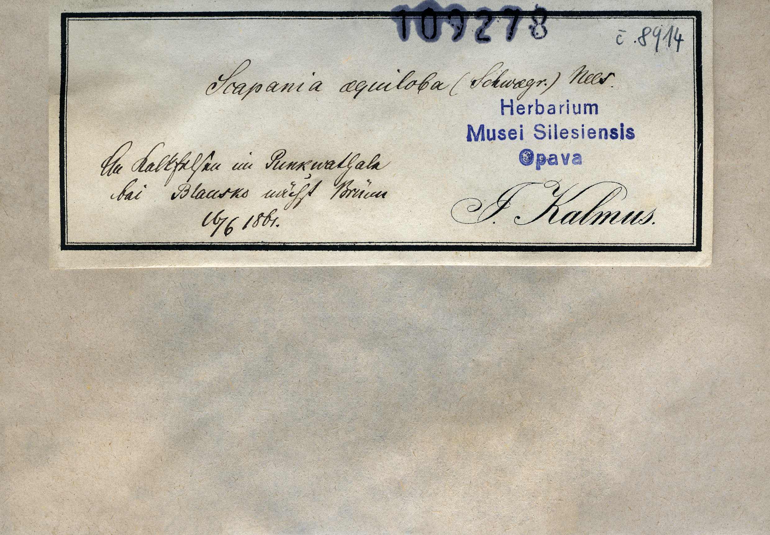 Náhledový obrázek Scapania aequiloba - 1